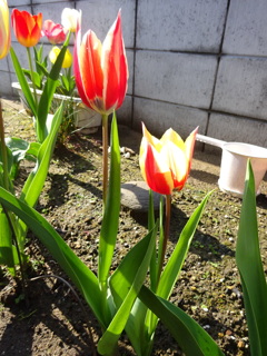 親子