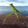 こんにちは、カマキリです。