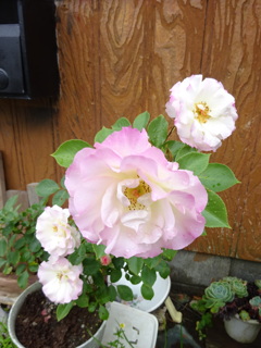 薔薇