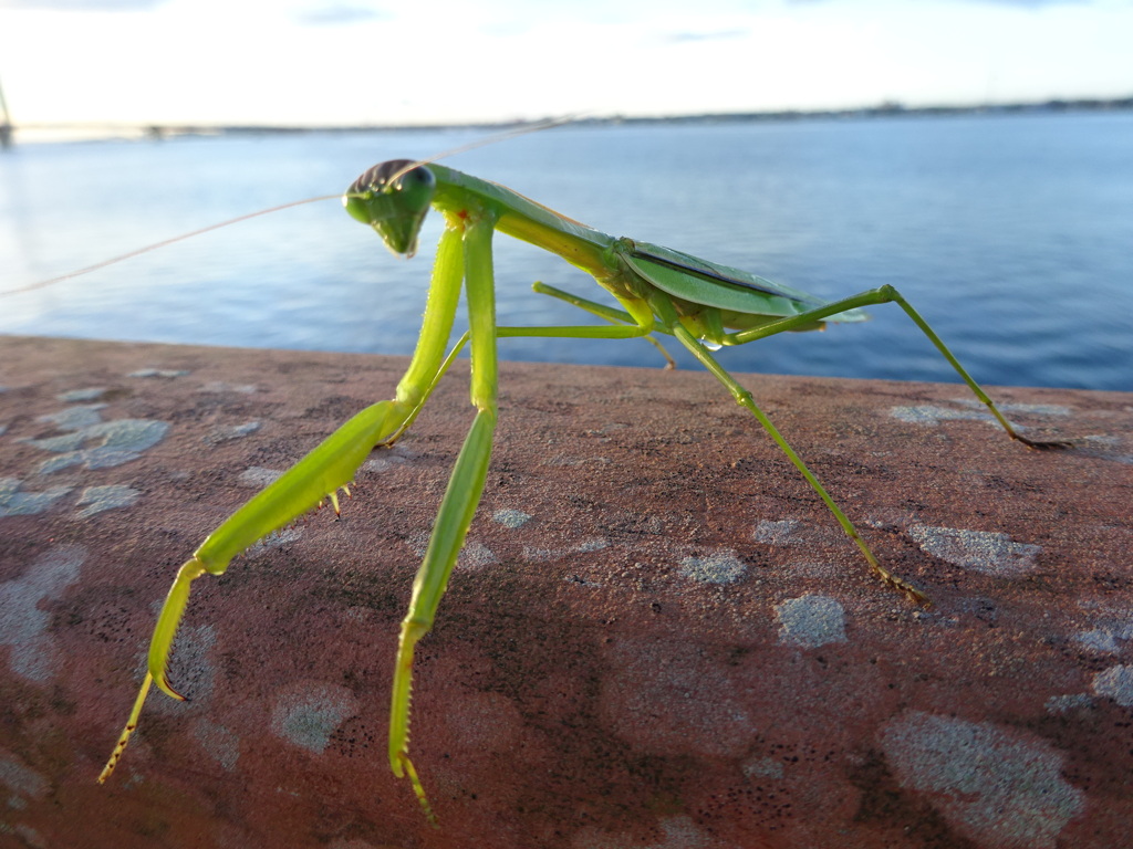 はじめまして、カマキリです。