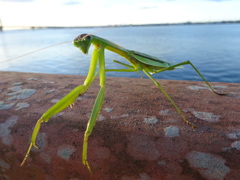 はじめまして、カマキリです。