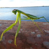 はじめまして、カマキリです。