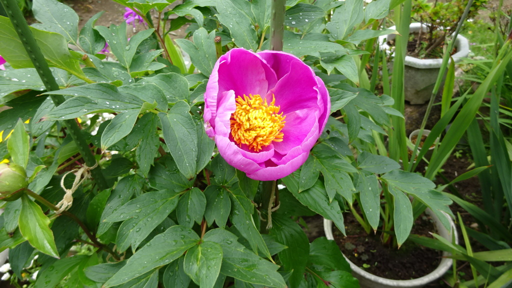 牡丹の花（その１）