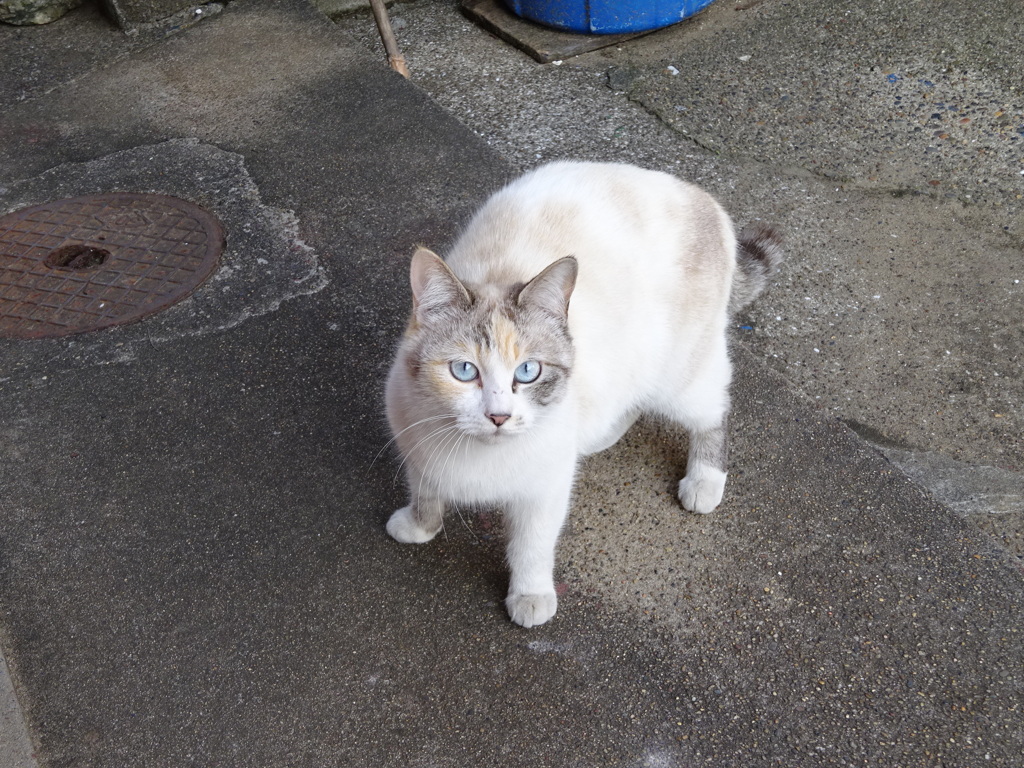 碧い瞳の野良猫１