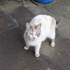 碧い瞳の野良猫１