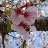 桜とミツバチ
