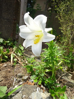 百合