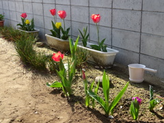 綺麗なチューリップ