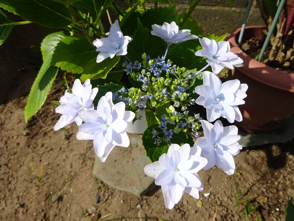 墨田の花火