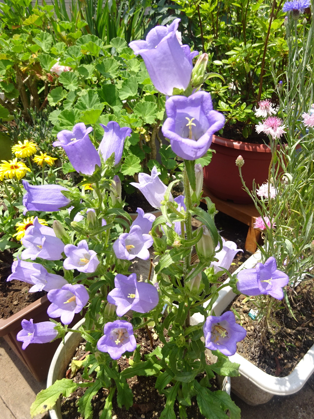 DSC00649