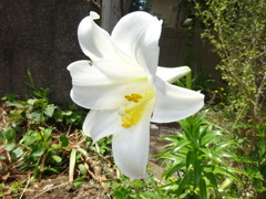 百合