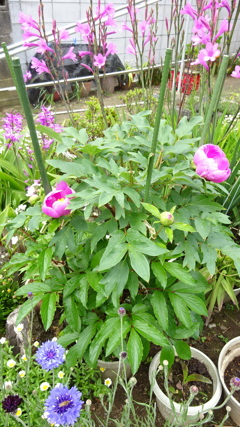 牡丹の花とワトソニア