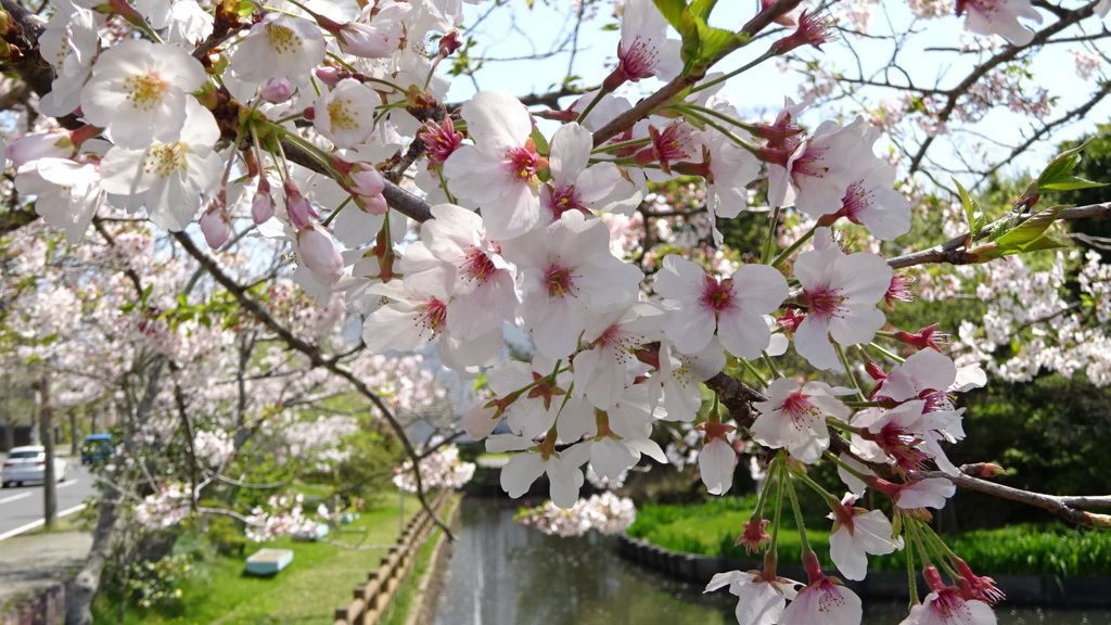 桜