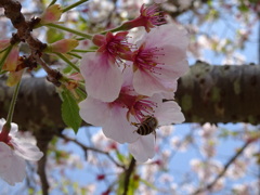 桜とミツバチ