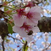 桜とミツバチ