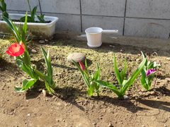 そろそろ咲き始めです