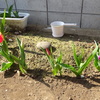 そろそろ咲き始めです
