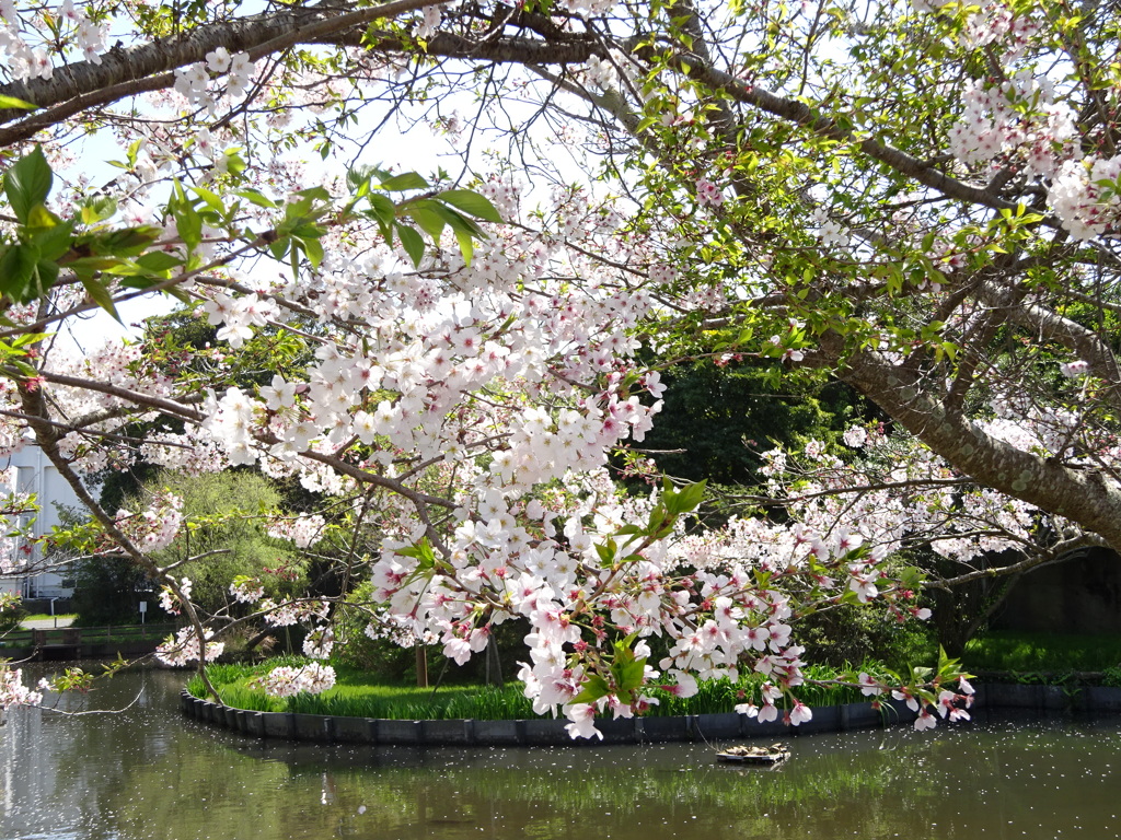 桜と池