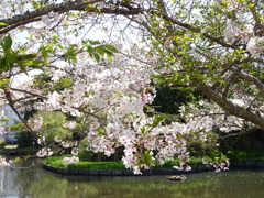 桜と池