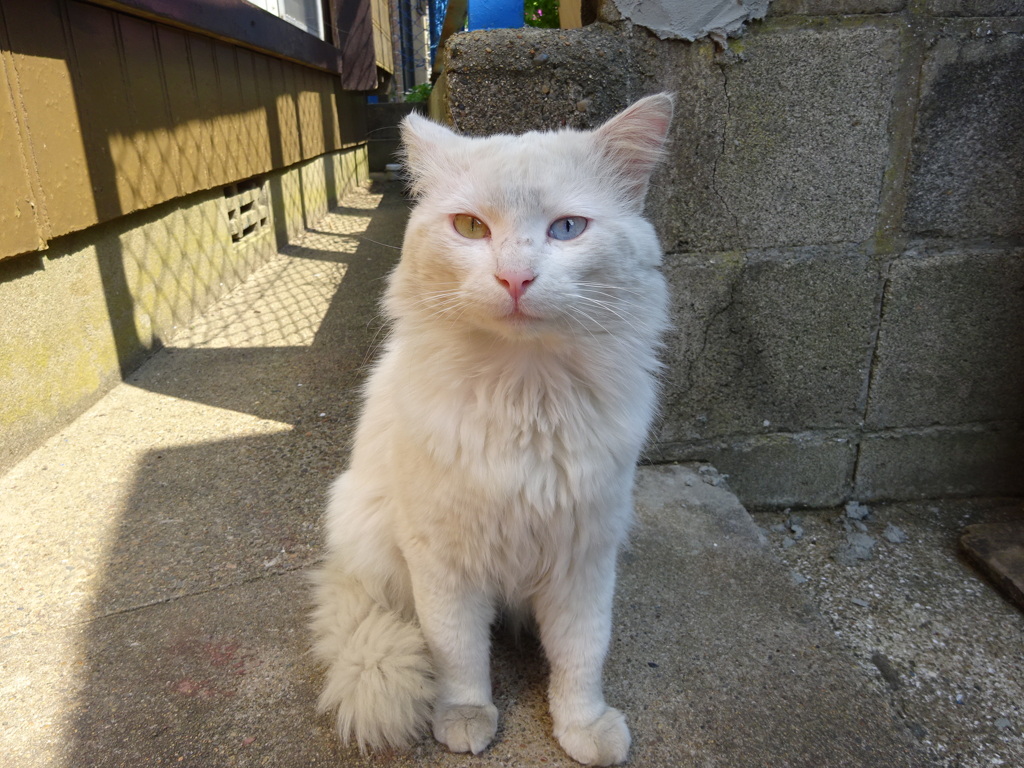 猫のあくび終了