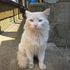 猫のあくび終了