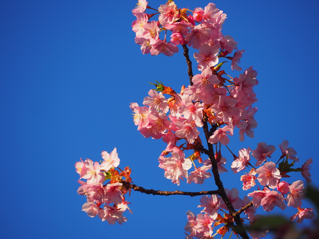 空と桜