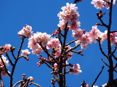 桜を先撮り