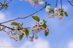 いつの間にか葉桜に