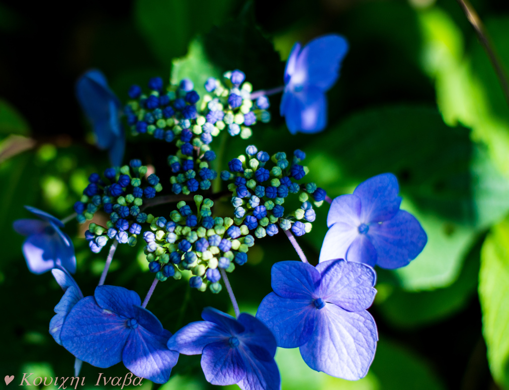 木陰の紫陽花