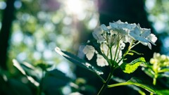 梅雨の晴れ間