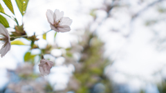 最後の桜