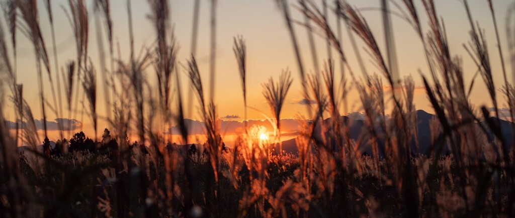 ススキのある夕暮れ