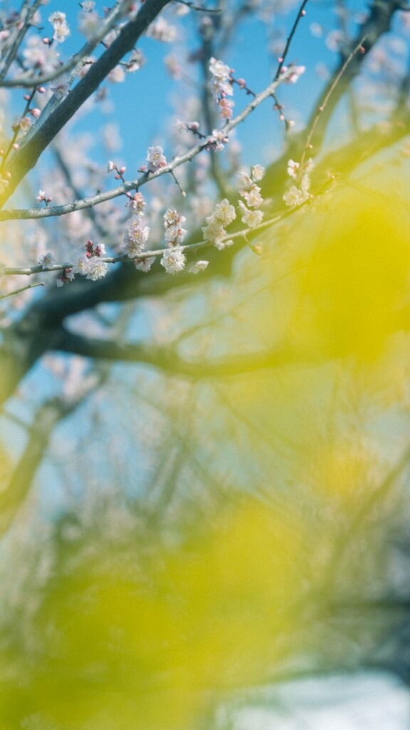 菜の花越し
