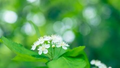 白い花