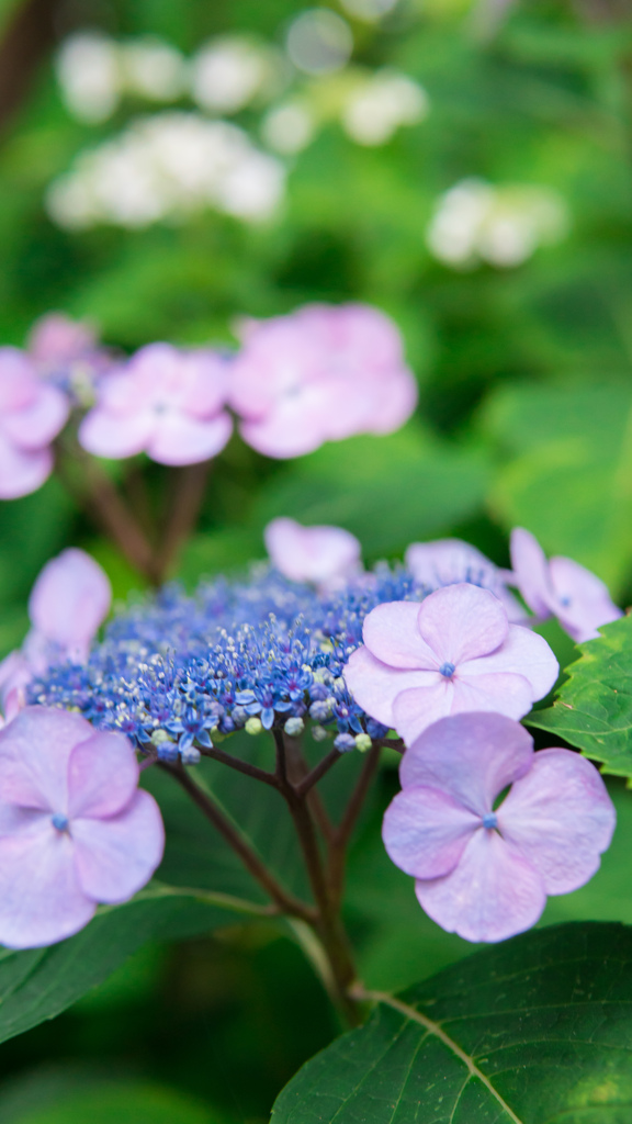 額紫陽花