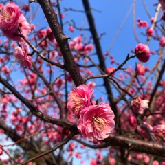 春みつけたよ