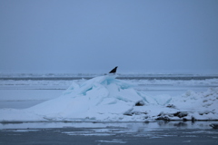 流氷