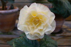 DSC00111