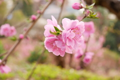 河津桜