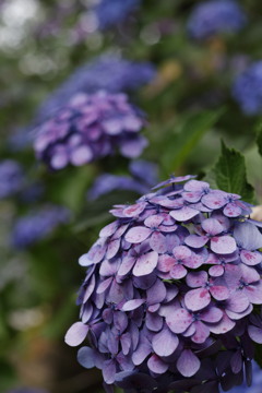 紫陽花1