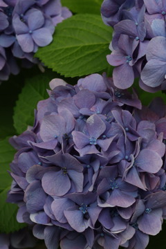 紫陽花3