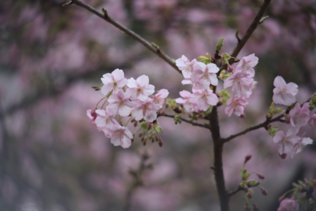 寒桜 グルグルボケ