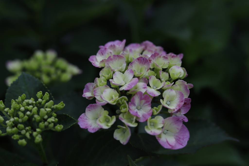 色づきはじめ紫陽花2