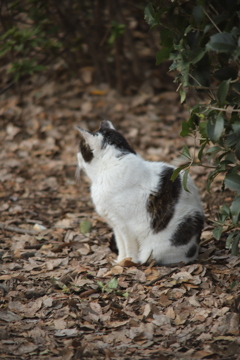 上野の山のネコ