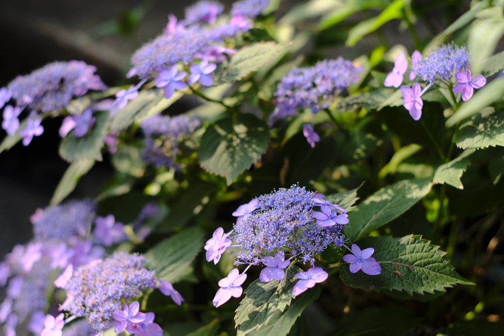 紫陽花２