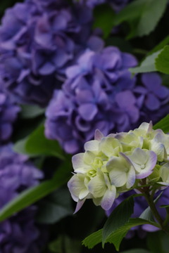 紫陽花2