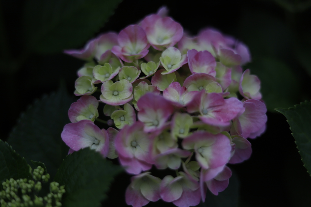 色づきはじめ紫陽花3