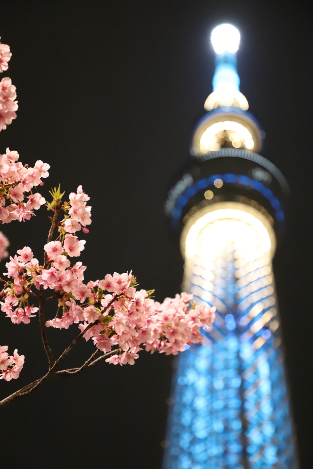 夜桜