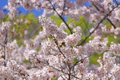 桜に隠れんぼ