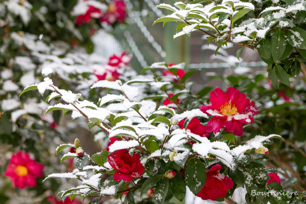 雪の山茶花